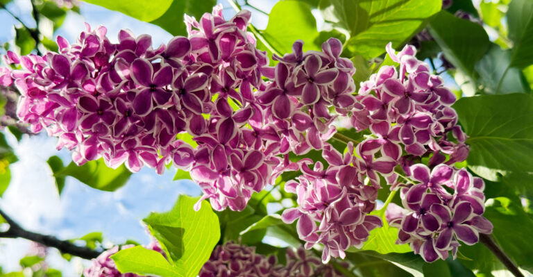 fragrant lilac