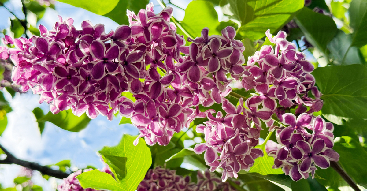 fragrant lilac