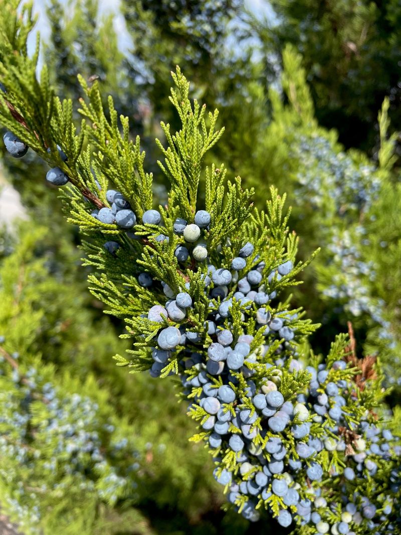 Juniper (Juniperus spp.)