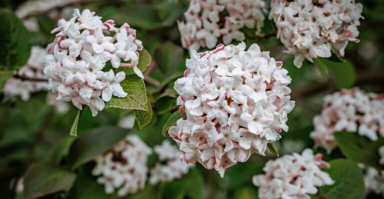 white flowering shrub