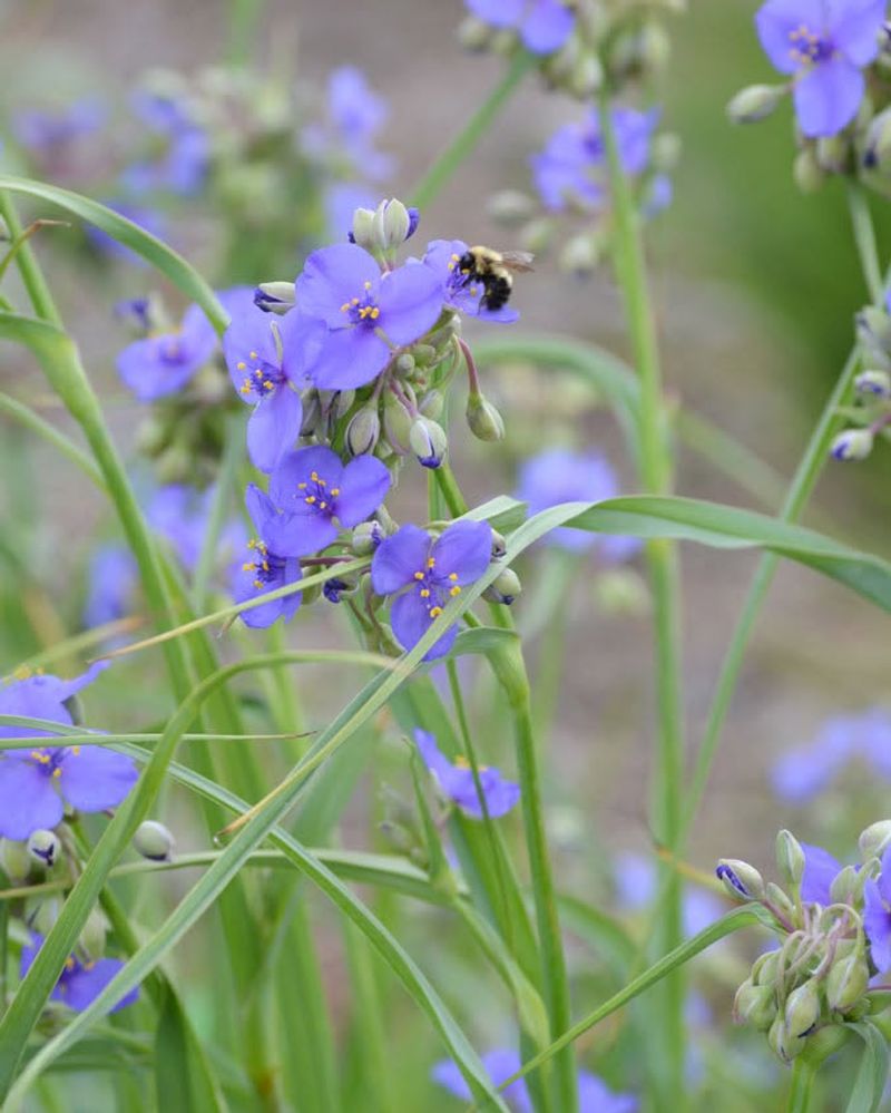 Plant Ohio Natives For Effortless Beauty