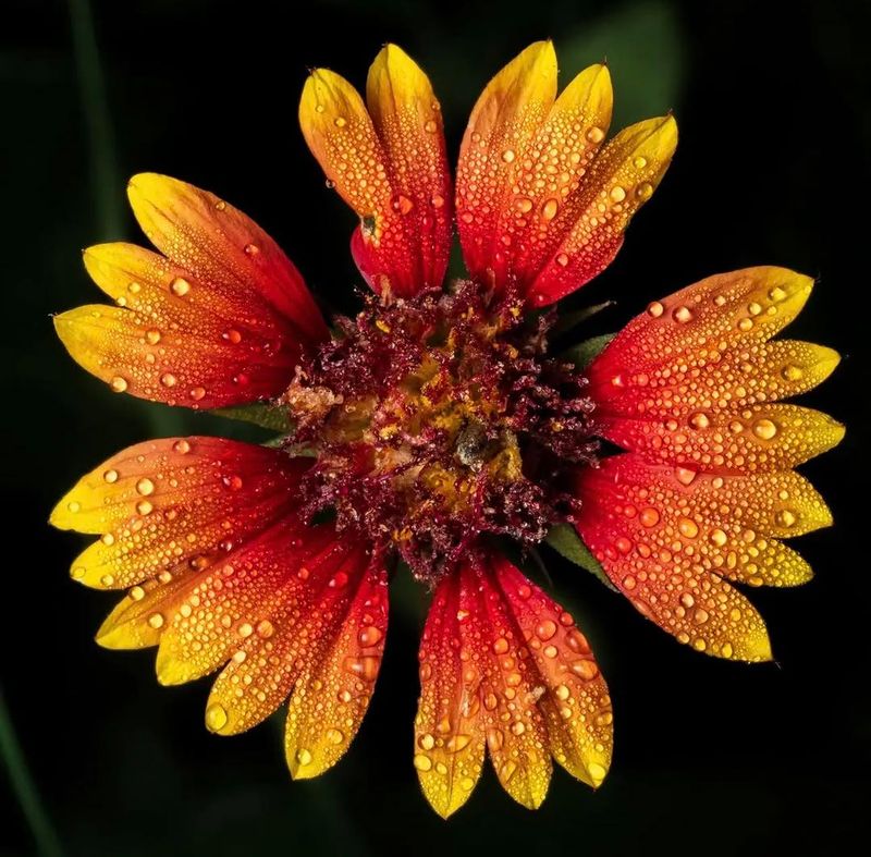 Blanket Flower Thrives In Heat And Poor Soil