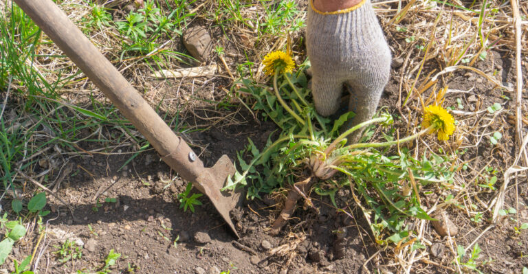 10 March Garden Tasks California Gardeners Shouldn’t Skip