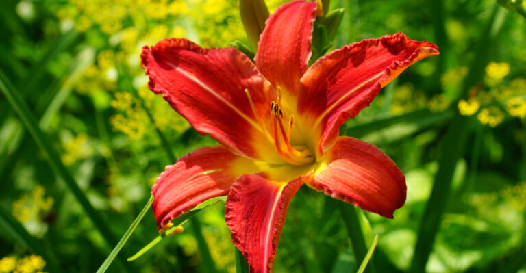 10 Michigan Perennials That Bloom From Spring Through Fall