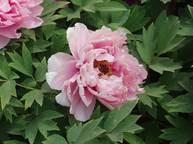 Peonies Hold Their Buds On Last Year's Stems