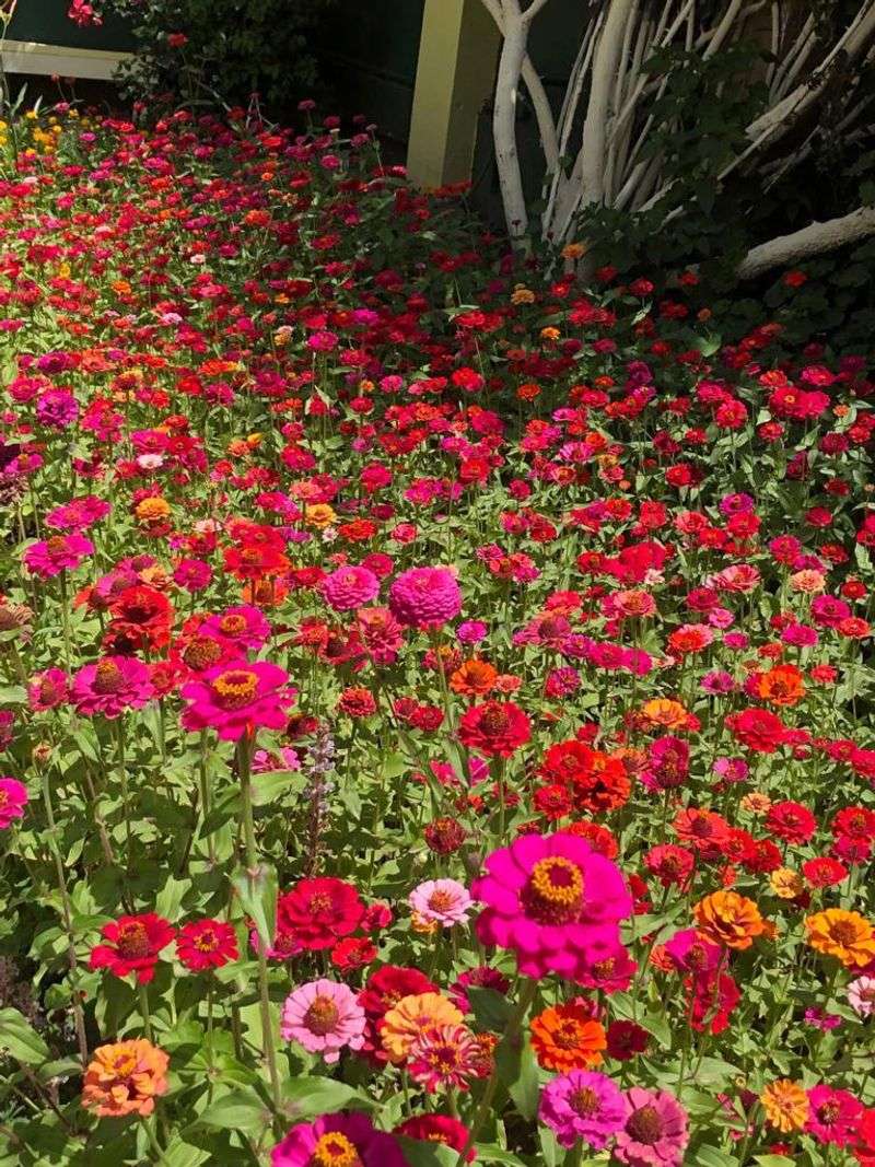 Zinnias Bring Bright Color That Holds Up In Florida Heat