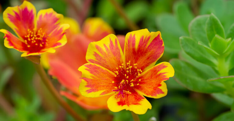 10 Most Popular Annuals To Plant In April In Florida Gardens