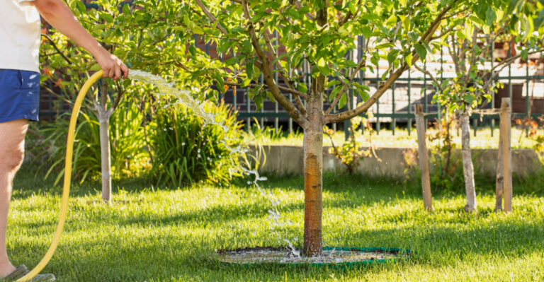 10 Must Know Tips For Watering Fruit Trees In Texas For Stronger Growth Year Round