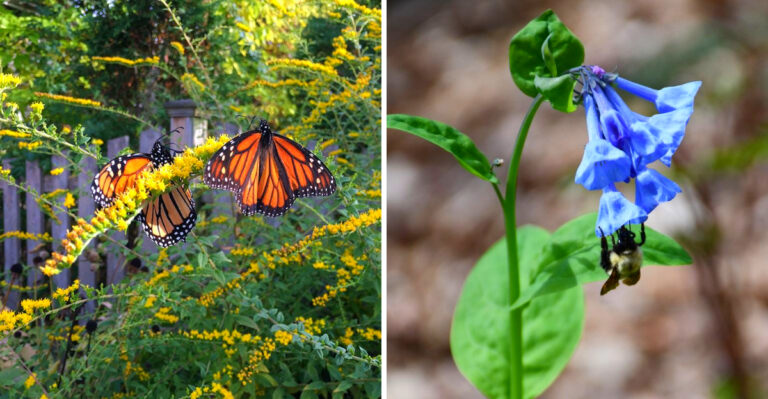 10 Native Michigan Flowers That Bloom When Pollinators Need Food Most