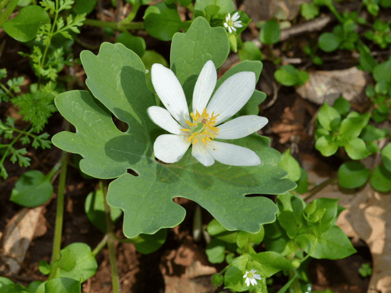 Bloodroot Blooms Early In Shaded Michigan Woodlands