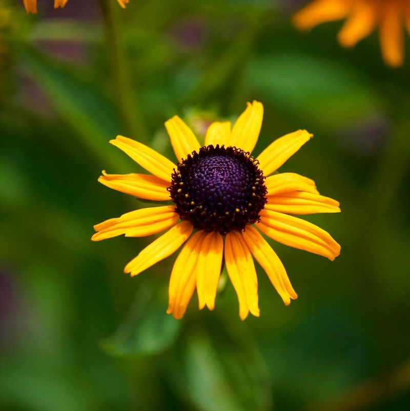 Black‑Eyed Susan Lighting Up Every Garden