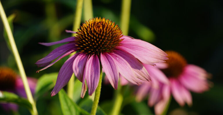 10 Native Michigan Wildflowers That Bloom All Summer