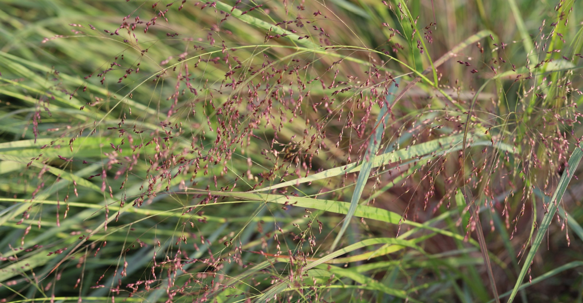 Switchgrass