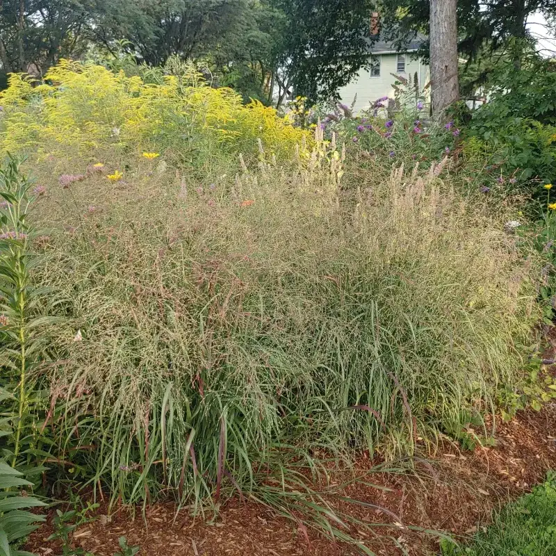 Switchgrass Creates Shelter For Birds And Pollinators