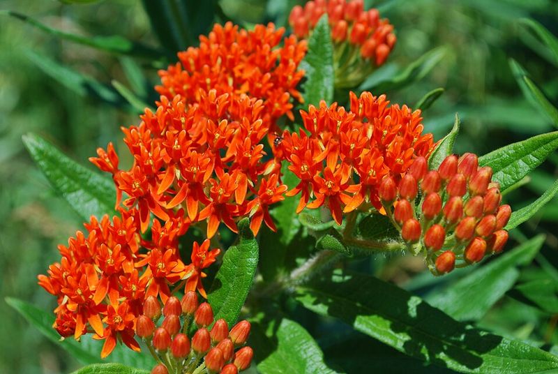 Butterfly Weed Brings Bright Orange Color And Pollinator Power