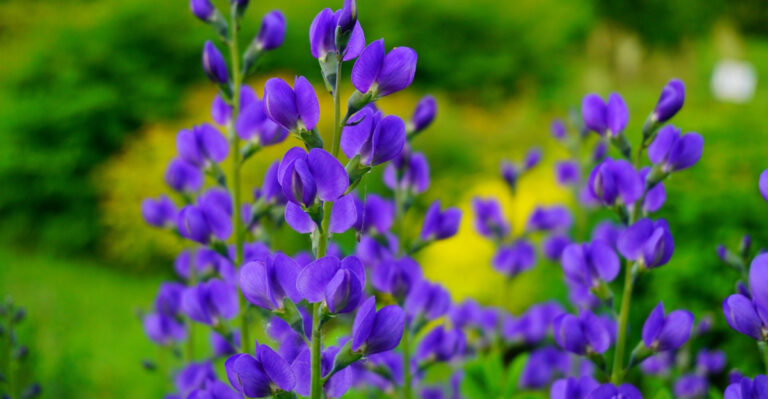 10 Native Pennsylvania Plants That Practically Grow Themselves