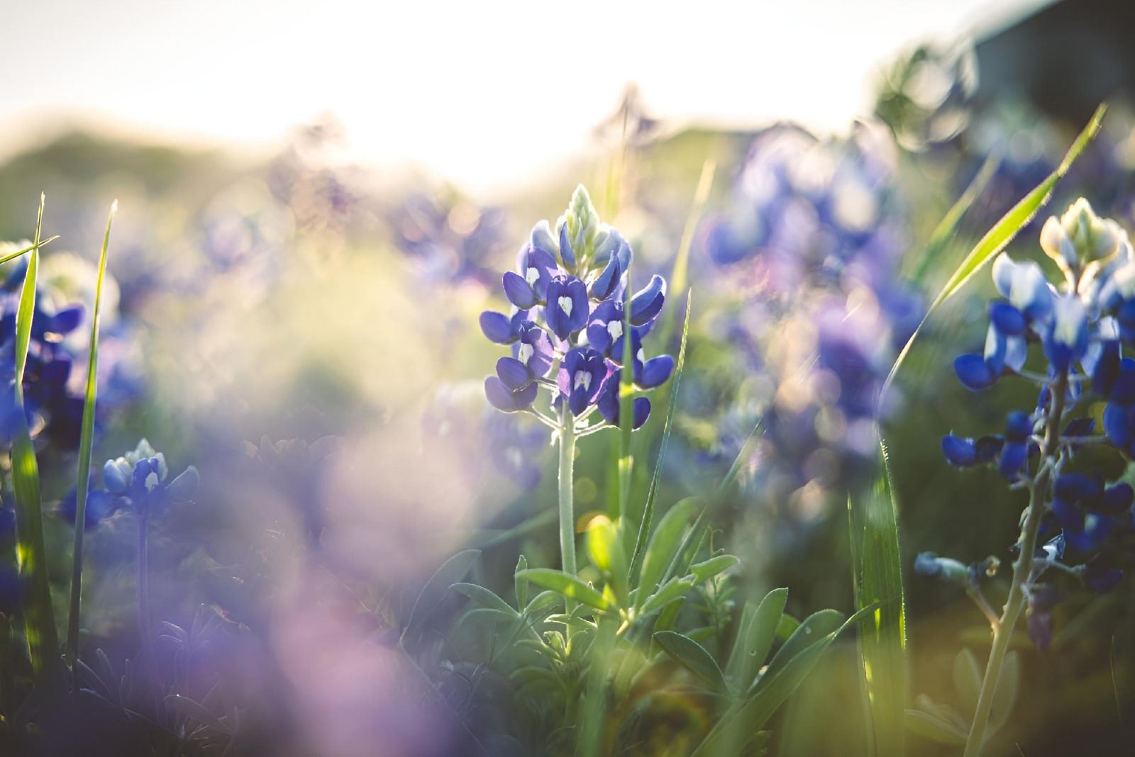 texas bluebonnet