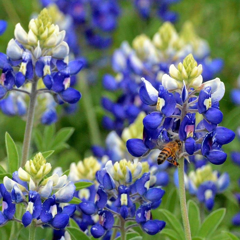 Texas Bluebonnet (Lupinus Texensis)