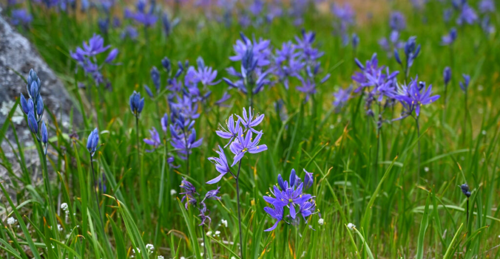 10 Oregon Native Plants That Wake Your Garden Up Every Spring ...