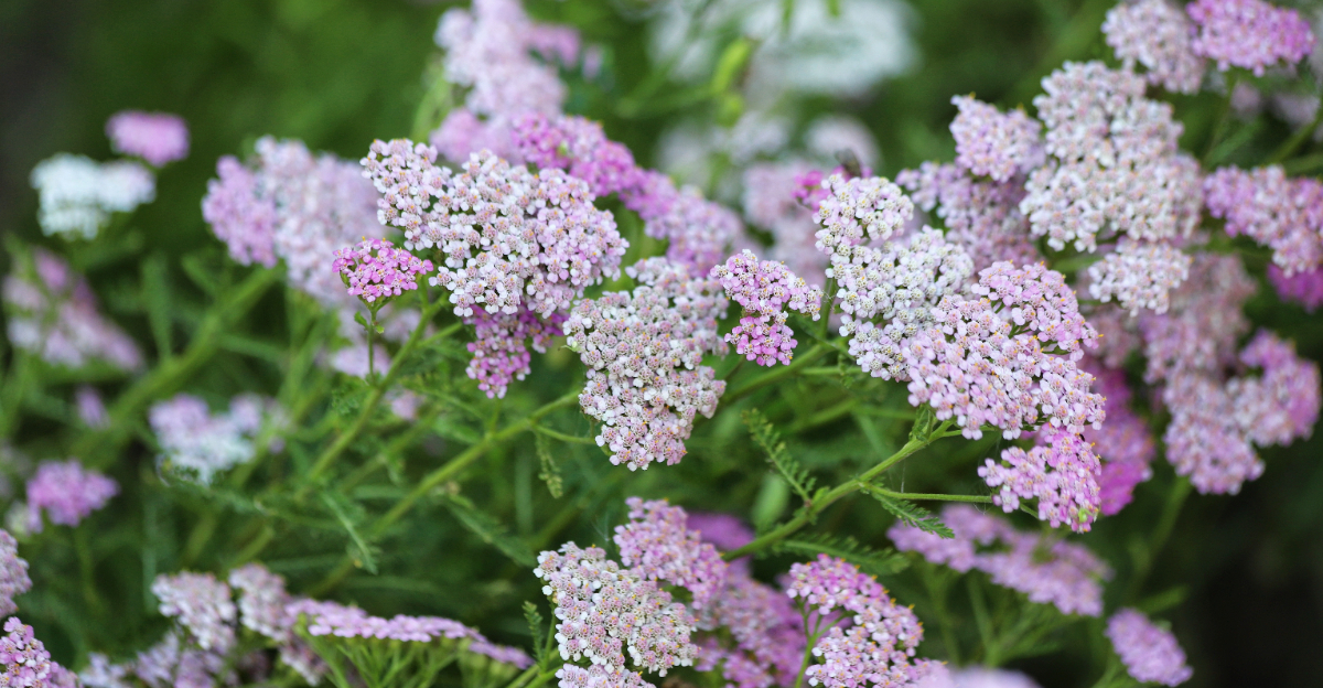 yarrow