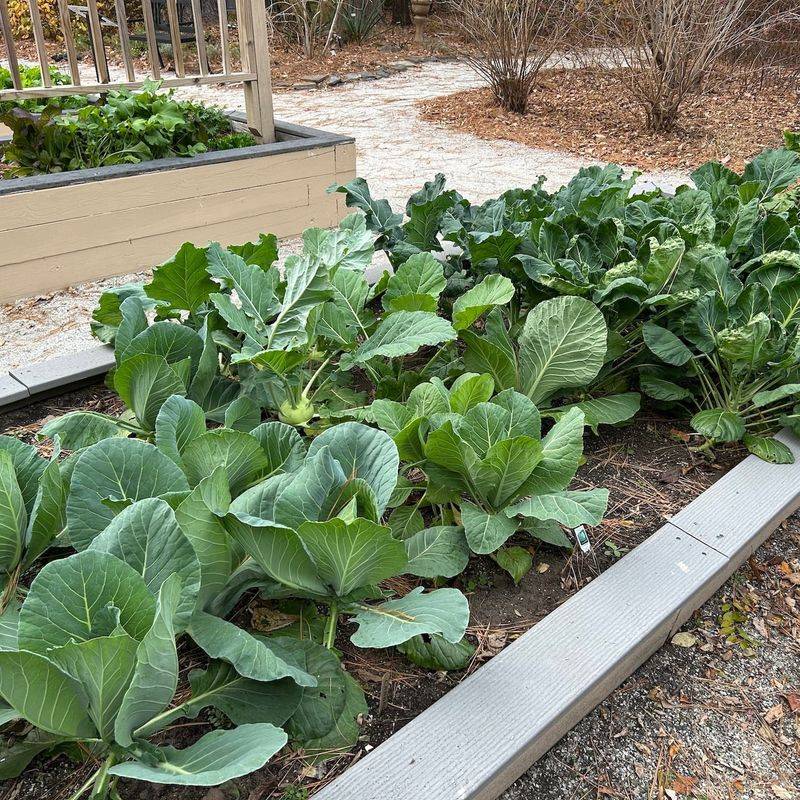 Cabbage That Steals Tomato Nutrients