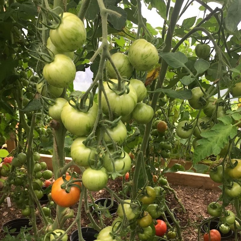 Tomatoes (Solanum lycopersicum)