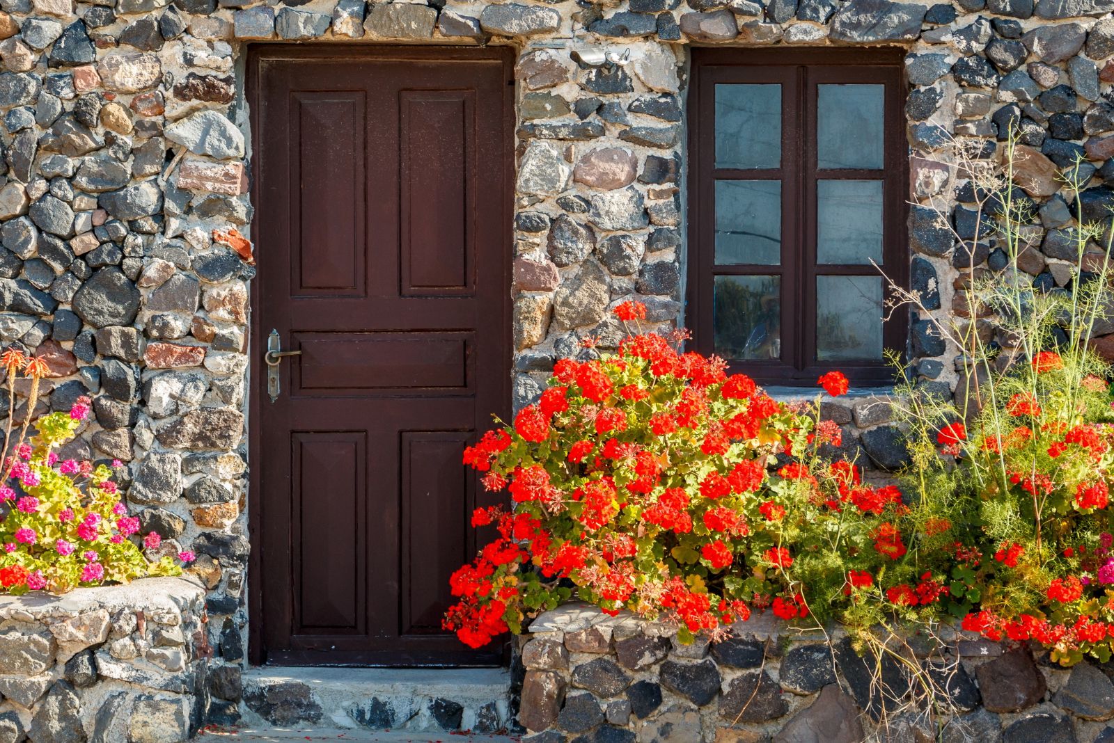 geranium near front door