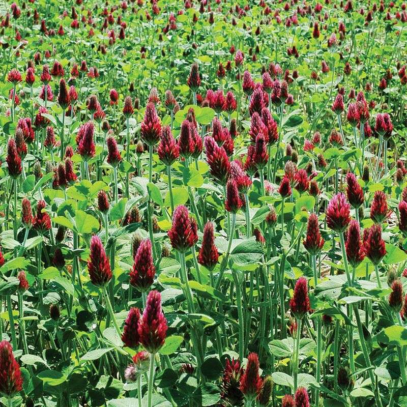 Crimson Clover Builds Nitrogen While Covering Bare Soil