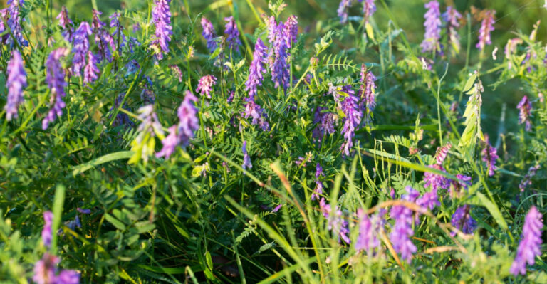 hairy vetch