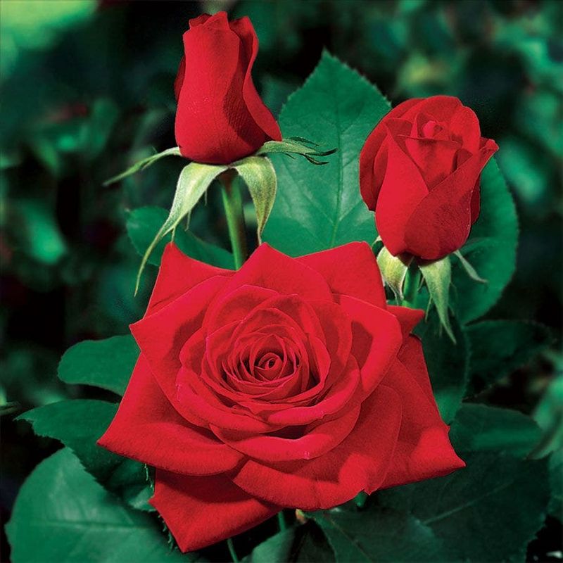 Hybrid Tea Roses Have High Maintenance Demands