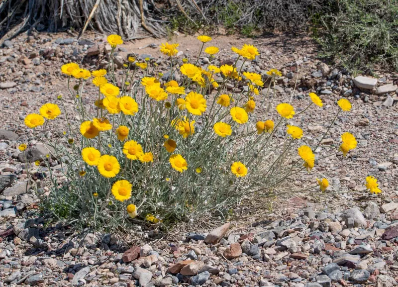 Desert Marigold