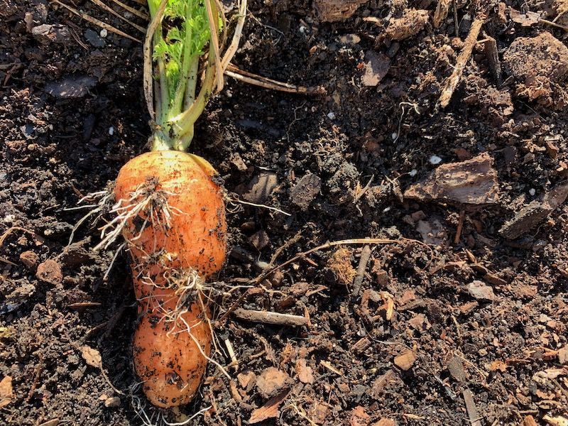 Carrots Struggling In Heavy Clay