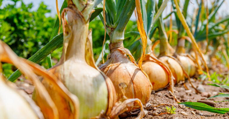 10 Plants That Struggle In Texas Clay Soil