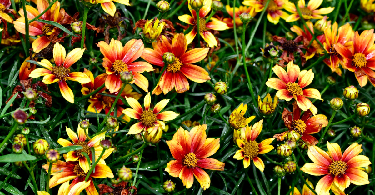 coreopsis flowers