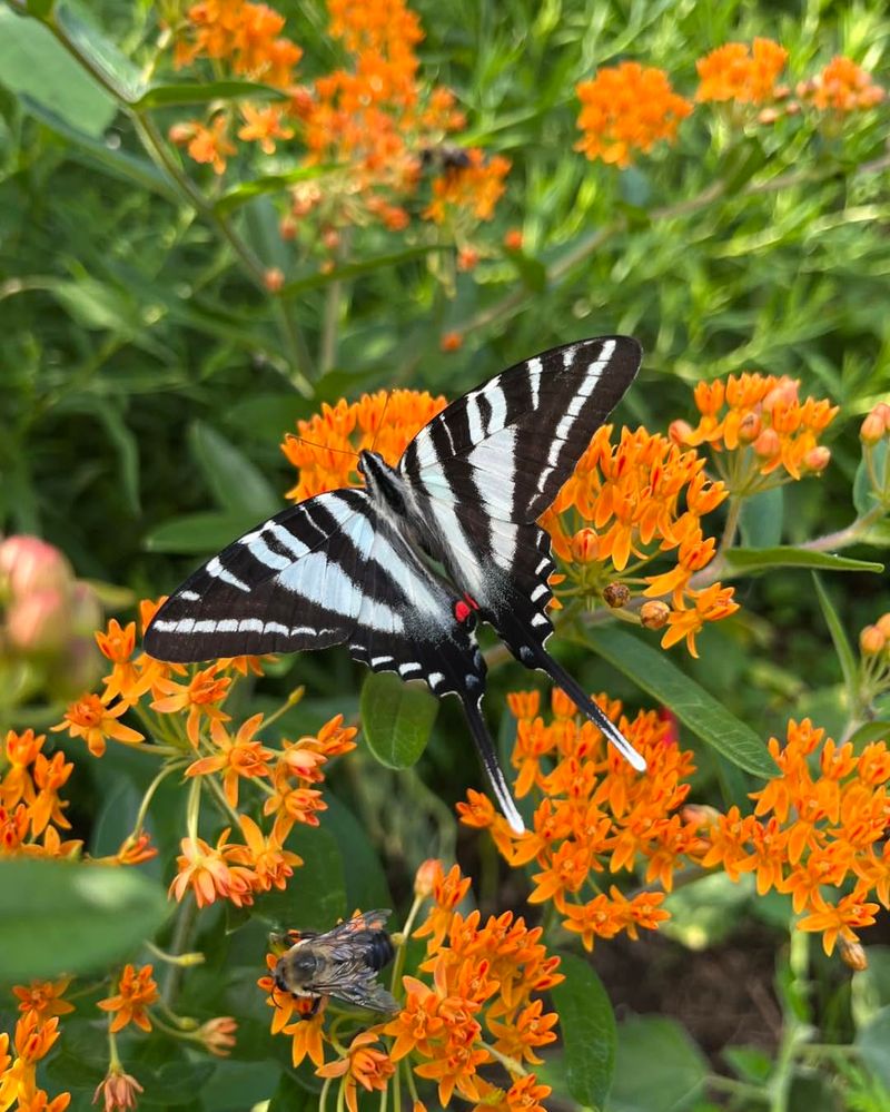 Butterfly Weed (Asclepias Tuberosa)