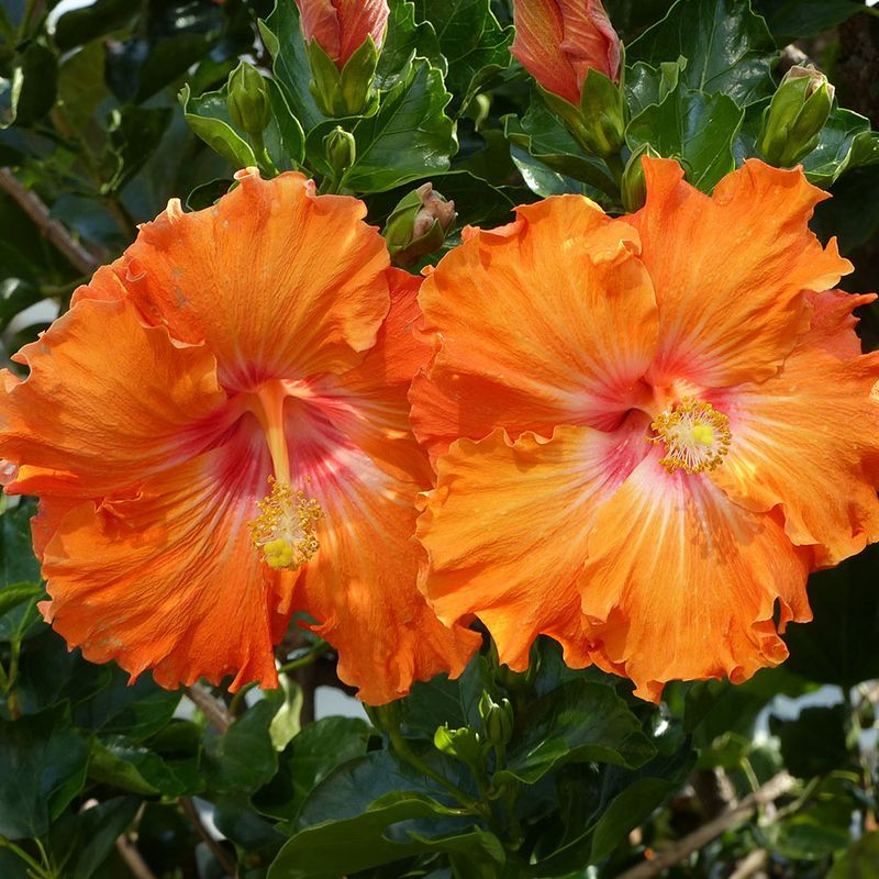 Hibiscus Delivers Bold Blooms With Less Fuss In Warm Climates