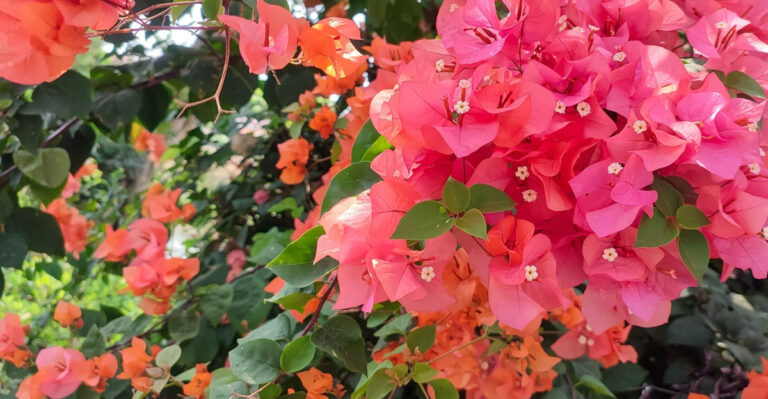 bougainvillea