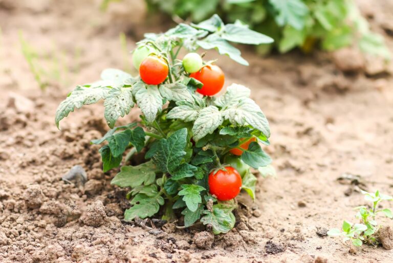 tomato plant