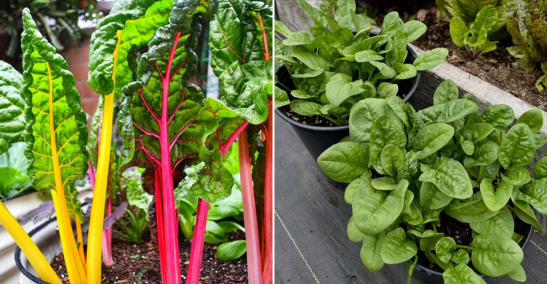 chard and spinach