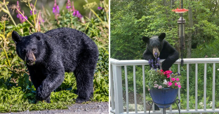 10 Reasons Why Black Bears Sometimes Wander Into Northern Michigan Gardens