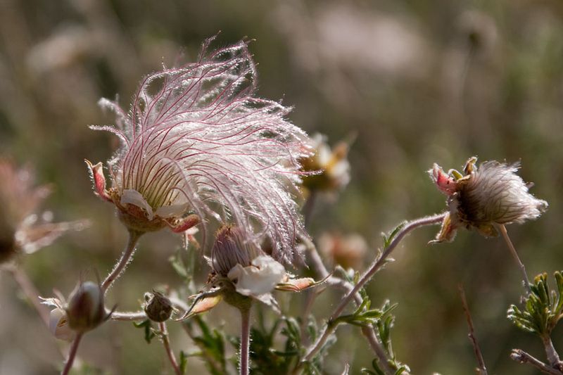 Apache Plume Adds White Flowers And Feathery Seedheads In Full Sun