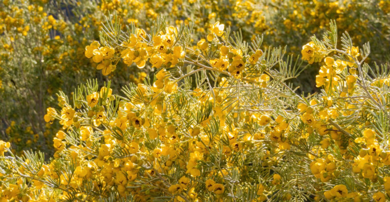 10 Shrubs That Can Handle Full Sun And Reflected Heat In Arizona
