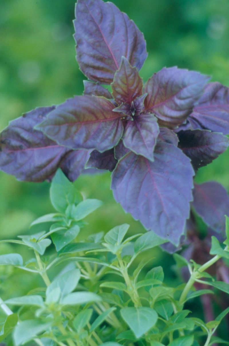 Choose The Right Basil Variety For Virginia's Climate