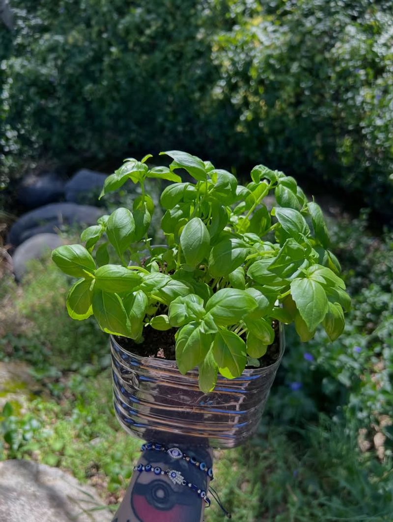 Basil With Bold Fragrant Leaves That Elevate Dishes