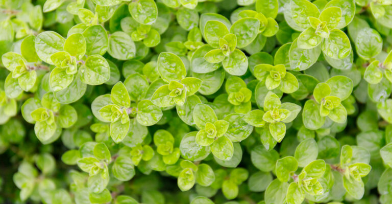 10 Spring Herbs That Georgia Gardeners Can Grow Easily