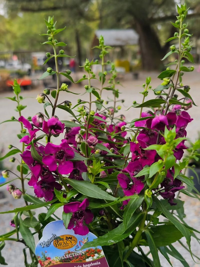 Angelonia Adds Color Just As Central Florida Warms Up