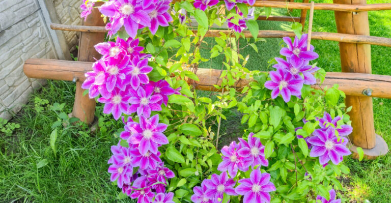clematis trellis