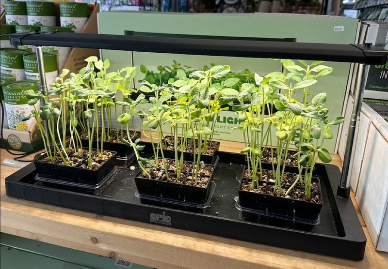 Start Slow-Growing Seeds Indoors Before Spring Sneaks Up