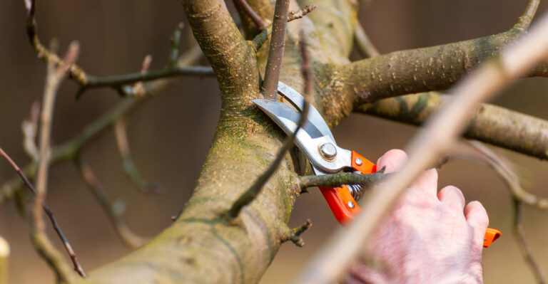 10 Things Smart Ohio Gardeners Always Do Before March Ends