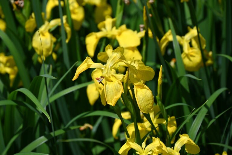 yellow flag iris
